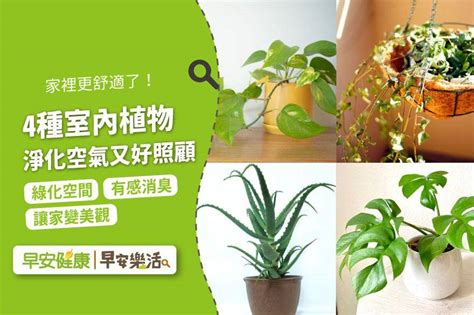 廁所耐陰植物|天然空氣清淨機！4種室內植物淨化空氣又好照顧，浴。